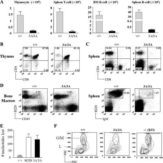 Figure 2. Lymphocyte development in DNA-PKcs3A/3A mice. (A) T and B cell numbers are drastically reduced in 2-wk-old DNA-PKcs3A/3A mice. n = 4. Error bars represent SD. (B) Flow cytometric analysis of thymocytes from 2-wk-old mice. Similar to wild-type cells, the majority of DNA-PKcs3A/3A thymocytes were double positive (CD4+CD8+). However, single-positive cell, particularly CD4+CD8−, thymocytes were reduced in DNA-PKcs3A/3A mice. (C) Flow cytometric analysis of splenocytes from 2-wk-old mice. Single-positive CD4+CD8− and CD4−CD8+ T cells were present in the DNA-PKcs3A/3A spleen, but the numbers were also reduced. The numbers indicate the percentages of cell counts to total population in each quadrant. The lines separate the negative and the positive cell populations in each FACS analysis. (D) Flow cytometric analysis of B lymphocyte development. B cell development in DNA-PKcs3A/3A mice was arrested at the pro-B cell (B220lowCD43+IgM−) stage with very few mature B cells. Boxes indicate pro-B cell gate (B220lowCD43+IgM−); numbers indicate percentages of cells in the gate to total population. (E) Analysis of the mean number of junctional nucleotides lost in Dδ2:Jδ1 coding joints cloned and sequenced from wild-type, SCID, and DNA-PKcs3A/3A thymocytes. Means ± SEM are plotted for each genotype. Results from two mice were pooled for each genotype. Primary data are shown in Table S1, Table S2, and Table S3. (F) Side scatter (SSC) and forward scatter (FSC) signal of bone marrow (BM) cells in flow cytometric analysis. Data show that, in the DNA-PKcs3A/3A bone marrow, not only in the lymphoid (L) gate but also in the granulocyte and macrophage (G/M) gate, cell number dropped to a very low level compared with wild-type and knockout (KO) mice.