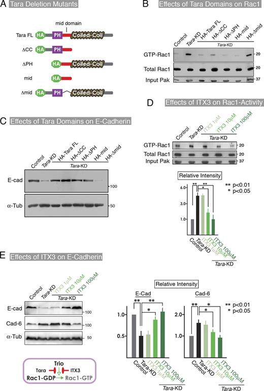 Figure 4. Involvement of Trio in Tara-KD–dependent regulation of E-cadherin expression and Rac1 activation. (A) Schematic drawing of the Tara deletion constructs. (B) The Tara domain responsible for regulating the activation of Rac1. The mid-domain of Tara was sufficient to cause the down-regulation of Rac1 activation in Tara-KD cells. (C) Analysis of the Tara domain responsible for the restoration of E-cadherin in Tara-KD cells, by transfection with Tara deletion mutants. Consistent with the Rac1 activity, the mid-domain of Tara was essential to rescue the expression of E-cadherin in Tara-KD cells. (D) Effect of the Trio RhoGEF inhibitor ITX3 on the activation level of Rac1 in Tara-KD cells. In the presence of 100 µM ITX3, the Rac1 activation in Tara-KD cells was markedly decreased, to the level in control cells. The results are expressed as means ± SD (error bars) and are representative of three independent experiments. **, P < 0.01; *, P < 0.05. Densitometric quantification of Western blot bands was performed using Photoshop 7.0 (Adobe). As to the “Relative Intensity,” the ratio of intensities of E-cadherin to α-tubulin and cadherin-6 to α-tubulin in control were normalized to 1.0. (E) Effect of ITX3 on the expression of E-cadherin and cadherin-6 in Tara-KD cells. ITX3 blocked the Tara-KD–induced down-regulation of E-cadherin and up-regulation of cadherin-6 in a dose-dependent manner. The right panels show the quantification of the immunoblotting data (as shown in Fig. S4 C). The results are expressed as means ± SD (error bars) and are representative of three independent experiments, in which antigens were immunoblotted in the same membranes. **, P < 0.01; *, P < 0.05.