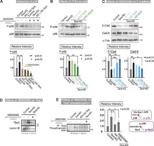 Figure 5. Tara-KD regulates the p38MAPK/Tbx3 pathway downstream of Rac1. (A and B) Immunoblotting for phospho-p38MAPK in Tara-KD cells in the presence or absence of SB203580 (A) or ITX3 (B). The phosphorylation level of p38MAPK was markedly up-regulated in Tara-KD cells compared with control cells. SB203580, a p38MAPK phosphorylation inhibitor, dose dependently decreased the phosphorylation level of p38, as did ITX3, an inhibitor of the Rac1-GEF activity of Trio RhoGEF. The bottom panels show the quantification of the immunoblotting data (as shown in Fig. S4 C). The results are expressed as means ± SD (error bars) and are representative of three independent experiments. **, P < 0.01; *, P < 0.05. Densitometric quantification of Western blot bands was performed using Photoshop 7.0 (Adobe). As to the “Relative Intensity,” the ratio of intensities of P-p38 to p38 in control was normalized to 1.0. (C) Immunoblotting for E-cadherin and cadherin-6 in Tara-KD cells. The Tara-KD–induced decrease of E-cadherin and increase of cahderin-6 were dose dependently inhibited by the presence of SB203580. The bottom panels show the quantification of the immunoblotting data (Fig. S4 C). The basically same results were obtained with another inhibitor of p38, SB202190. The results are expressed as means ± SD (error bars) and are representative of three independent experiments, in which antigens were immunoblotted in the same membranes. **, P < 0.01; *, P < 0.05. Densitometric quantification of Western blot bands was performed using Photoshop 7.0 (Adobe). As to the “Relative Intensity,” the ratio of intensities of E-cadherin to α-tubulin and cadherin-6 to α-tubulin in control were normalized to 1.0. (D) Immunoblotting of nuclear extracts of Tara-KD and control cells for Tbx3. The amount of nuclear Tbx3 in the Tara-KD cells was higher than that in the control cells. SB203850 blocked the increase in nuclear Tbx3 in the Tara-KD cells to the control level. (E) The phosphorylation level of nuclear Tbx3 was approximately fourfold increased in the Tara-KD cells compared with control cells, and the transfection of HA-Tara or the addition of SB203580 suppressed the increased Tbx3 phosphorylation level by ∼50%. The results are expressed as means ± SD (error bars) and are representative of three independent experiments. **, P < 0.01; *, P < 0.05.