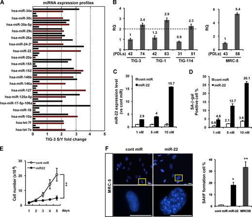 Figure 1. miR-22 is up-regulated in senescent human fibroblasts, mediating cellular senescence. (A) miRNA expression profile of TIG-3 fibroblasts was analyzed by miRNA microarray, presented as fold changes in miRNA expression between TIG-3S (senescent) and young (Y) cells. A set of altered expression miRNAs is indicated by red columns (see Table S1). RQ, relative quantitation. (B) Relative quantitation of miR-22 expression in different PDLs of fibroblasts was analyzed by qRT-PCR analysis. miR-22 expression levels in human fibroblasts were indicated, relative to those in TIG-3 (42 PDL) set at 1 in the left histogram and MRC-5 (43 PDL) set at 1 in the right histogram. U6 was used as an internal normalization control. The dashed line represents the threshold of expression level (twofold vs. TIG-3 42 PDL). (C and D) MRC-5 cells were transfected with cont miR or mature miR-22 (miR-22) for 6 d at indicated concentration. (C) qRT-PCR analysis shows the relative quantitation of miR-22 expression (vs. cont miR) in each transfection group. miR-22 expression levels in miR-22–transfected MRC-5 cells were indicated, relative to that in cont miR–transfected cells set at 1. U6 was used as an internal normalization control. (D) SA-β-gal activity was presented by the percentage of SA-β-gal–positive cells, which was indicated in different dose groups. (E) Cell proliferation assay was performed after transfection of 10 nM miR-22 or cont miR, and cells were counted for the indicated days. Each value was determined in triplicate. **, P < 0.01. (F) Representative photos for SAHF formation in MRC-5 cells at day 6 after transfection. Images were taken with fluorescence microscopy. Enlarged images of the boxed area from the top are shown in the bottom. SAHF formation was quantified by counting 200 cells from >10 random fields, and the results were shown in the right histogram in contrast to MRC5S (senescent; 58 PDL). Data in all the panels represent mean ± SEM (n = 3). *, P < 0.05; **, P < 0.01. Bars, 20 µm.