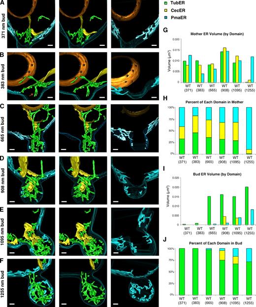 Figure 2. 3D ER domain distribution and abundance during inheritance. (A–F) 3D models derived from 200-nm-thick section serial tomograms show ER domain organization in six different wt cells ordered by increasing bud sizes. Corresponding 2D tomographs are shown in Fig. S3 (A–F). Panels show domain distribution of all ER domains (left), cecER and tubER (yellow and green domains in middle), and pmaER alone (blue on right). (G) Graph of peripheral ER domain volumes found in reconstructed sections of cells in A–F. (H) Relative percentage of each domain in the mother cell for A–F. (I) As in G for the bud. (J) As in H for the bud ER. Bars, 200 nm.