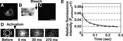 Figure 1. Fluorescence decay after single photoactivation (single FDAP) of Dp-actin. (A) Fluorescence image of Dp-actin in an MCF-7 cell. (B) Fluorescence image of a 4.8 x 3-µm region (A, white box) after photoactivation of the whole cell to the maximum level. (C) Image after photobleaching. (D) Time-lapse images after photoactivation of a 1.8-µm-diameter area (solid circle) for 3 ms. Images were acquired every 30 ms for 270 ms. (E) Time course of Dp-actin fluorescence decay after single photoactivation. The relative intensity in a 3-µm-diameter area (D, dotted circle) was plotted (white diamond), after correcting (Fig. S1) and normalizing to the maximum intensity in the same area, measured as in B. The diffusion coefficient and mobile fraction of Dp-actin were determined by fitting the time curve of fluorescence decay (black line). The black circle indicates the normalized fluorescence intensity of immobilized Dp after single photoactivation in fixed cells. Data are means ± SEM of 22 cells (Dp-actin) and 25 cells (Dp) from triplicate experiments. Bars, 20 µm.
