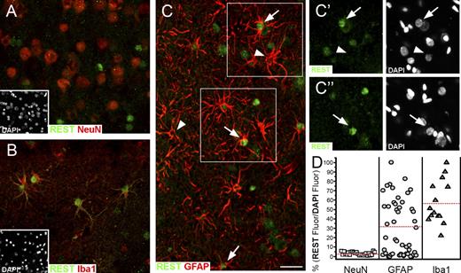 Figure 7. Expression of REST in various cell types of the human brain temporal cortex. All images (representative of six slices from two tissue samples) are z projections of stacks ∼8-µm thick. The insets in A and B show the nuclei of all cells present in the panels labeled by DAPI. (A) Neurons labeled by the nuclear marker NeuN. Notice in these cells the lack of any appreciable nuclear REST labeling. All the green nuclei of this image belong to NeuN-negative nonneuronal cells. (B) Microglial cells immunolabeled in the cytoplasm for the marker Iba1. Notice that in all Iba1-positive cells, nuclei are strongly REST positive. (C) The variable expression of REST in the nuclei of astrocytes identified by the cytoplasmic marker GFAP. Some astrocytes exhibit a high REST labeling of the nucleus (arrows), whereas in others, the nuclear REST labeling is inappreciable (arrowheads). (C’ and C’’) The areas boxed in C, documenting that the astrocyte nuclei present in the image are both positive (arrows) and negative (arrowheads) for REST, were similar in size and in DAPI fluorescence intensity. (D) Comparison, in quantitative terms, of the REST fluorescence of single nuclei in the three cell types, normalized to their DAPI fluorescence. The anti–human REST antibody used in this figure, in Fig. 8, and in Fig. S5 was the rabbit pAb from Sigma-Aldrich. The red lines mark the mean value of the REST/DAPI fluorescence ratios in the three cell types. (A–C’’) Bar, 30 µm.