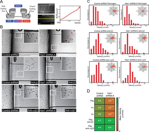 Figure 3. Directed migration is impaired in Hax1-deficient PLB-985 cells using microfluidic gradient generators. (A) Schematic of the microfluidic device showing stable gradient formation with Alexa Fluor 488–conjugated dextran quantified by line scan analysis (yellow line). C/Csource, concentration of the line scan over concentration of the source. (B) Image taken from a time-lapse video of control and Hax1 knockdown cells during chemotaxis on fibrinogen (Videos 8 and 9). Hax1-deficient cells display impaired migration and develop elongated tails (arrowheads). Insets are zoomed regions indicated by the white squares. Bar, 100 µm. (C) Representative velocity and angle (insets) histogram of control and Hax1-deficient cells during chemotaxis on fibrinogen in the absence and presence of β2 or αvβ3 integrin function-blocking antibodies (from one of three independent experiments; n = 10 cells tracked over 30 min during chemotaxis). (D) Mean velocity heat map from three independent experiments in triplicate of control and Hax1 knockdown cells during chemotaxis on fibronectin (Fn), fibrinogen (Fbg), and vitronectin (Vn) and in the presence of integrin function-blocking antibodies on fibrinogen. n = 30 cells per replicate. ***, P < 0.01; t test.