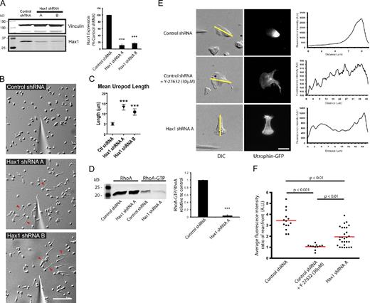 Figure 2. Hax1 depletion impairs uropod retraction and reduces RhoA activation. (A) Lentiviral knockdown of Hax1 (Hax1 shRNA A and B) in PLB-985 cells display significant depletion of Hax1 compared with control shRNA. Quantification was normalized to vinculin loading control. ***, P < 0.01; ANOVA with Tukey posttest. (B) Still image from a time-lapse video of control shRNA and Hax1 shRNA A and B PLB-985 cells during chemotaxis on 10 µg/ml fibrinogen (Videos 4 and 5). Arrowheads indicate elongated uropods of Hax1-deficient PLB-985 cells during chemotaxis. Bar, 100 µm. (C) Quantification of uropod length in Hax1-deficient cells compared with control. Control shRNA (n = 279) cells, Hax1 shRNA A (n = 275) cells, and Hax1 shRNA B (n = 241) cells were from three independent experiments. The graph represents means ± 95% confidence interval. ***, P < 0.01; one-way ANOVA with Tukey posttest. (D) GST-RBD pull-down assays show a 10-fold decrease in RhoA activity in Hax1-deficient cells compared with control. ***, P < 0.01; t test. (E) Control and Hax1-deficient PLB-985 cells expressing utrophin-GFP during chemotaxis to 1 µM fMLP on fibrinogen (Videos 6 and 7). For Rho-associated protein kinase inhibition, cells were incubated with 30 µM Y-27632 for 30 min before imaging. Fluorescence intensity from the front to the back of the cell was determined by line scan analysis (yellow lines). Bar, 10 µm. (F) Quantification of line scan analysis of utrophin-GFP localization from E. P-values were obtained by ANOVA with Tukey posttest. Red lines indicate the mean fluorescence ratio from three independent experiments. Error bars are means ± SEM from three independent experiments. A.U., arbitrary unit.