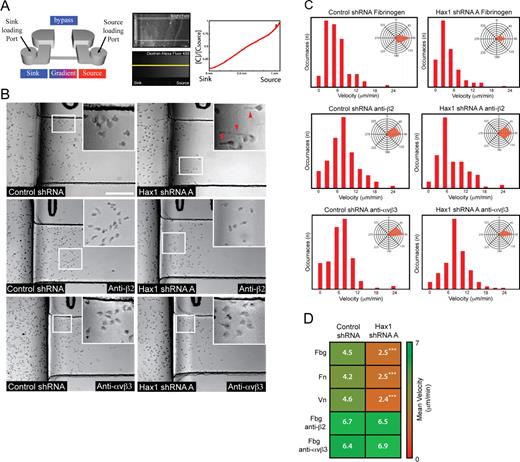 Figure 3. Directed migration is impaired in Hax1-deficient PLB-985 cells using microfluidic gradient generators. (A) Schematic of the microfluidic device showing stable gradient formation with Alexa Fluor 488–conjugated dextran quantified by line scan analysis (yellow line). C/Csource, concentration of the line scan over concentration of the source. (B) Image taken from a time-lapse video of control and Hax1 knockdown cells during chemotaxis on fibrinogen (Videos 8 and 9). Hax1-deficient cells display impaired migration and develop elongated tails (arrowheads). Insets are zoomed regions indicated by the white squares. Bar, 100 µm. (C) Representative velocity and angle (insets) histogram of control and Hax1-deficient cells during chemotaxis on fibrinogen in the absence and presence of β2 or αvβ3 integrin function-blocking antibodies (from one of three independent experiments; n = 10 cells tracked over 30 min during chemotaxis). (D) Mean velocity heat map from three independent experiments in triplicate of control and Hax1 knockdown cells during chemotaxis on fibronectin (Fn), fibrinogen (Fbg), and vitronectin (Vn) and in the presence of integrin function-blocking antibodies on fibrinogen. n = 30 cells per replicate. ***, P < 0.01; t test.