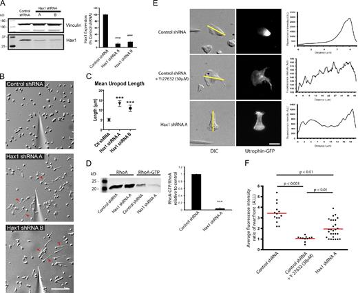 Figure 2. Hax1 depletion impairs uropod retraction and reduces RhoA activation. (A) Lentiviral knockdown of Hax1 (Hax1 shRNA A and B) in PLB-985 cells display significant depletion of Hax1 compared with control shRNA. Quantification was normalized to vinculin loading control. ***, P < 0.01; ANOVA with Tukey posttest. (B) Still image from a time-lapse video of control shRNA and Hax1 shRNA A and B PLB-985 cells during chemotaxis on 10 µg/ml fibrinogen (Videos 4 and 5). Arrowheads indicate elongated uropods of Hax1-deficient PLB-985 cells during chemotaxis. Bar, 100 µm. (C) Quantification of uropod length in Hax1-deficient cells compared with control. Control shRNA (n = 279) cells, Hax1 shRNA A (n = 275) cells, and Hax1 shRNA B (n = 241) cells were from three independent experiments. The graph represents means ± 95% confidence interval. ***, P < 0.01; one-way ANOVA with Tukey posttest. (D) GST-RBD pull-down assays show a 10-fold decrease in RhoA activity in Hax1-deficient cells compared with control. ***, P < 0.01; t test. (E) Control and Hax1-deficient PLB-985 cells expressing utrophin-GFP during chemotaxis to 1 µM fMLP on fibrinogen (Videos 6 and 7). For Rho-associated protein kinase inhibition, cells were incubated with 30 µM Y-27632 for 30 min before imaging. Fluorescence intensity from the front to the back of the cell was determined by line scan analysis (yellow lines). Bar, 10 µm. (F) Quantification of line scan analysis of utrophin-GFP localization from E. P-values were obtained by ANOVA with Tukey posttest. Red lines indicate the mean fluorescence ratio from three independent experiments. Error bars are means ± SEM from three independent experiments. A.U., arbitrary unit.