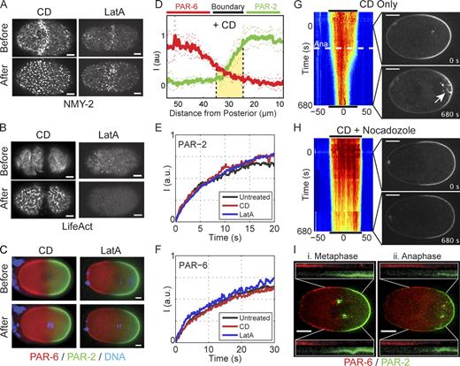 Figure 4. PAR domain maintenance does not require an intact actin cytoskeleton. (A and B) Treatment of permeable embryos with CD or latrunculin A leads to rapid disruption of the actomyosin cortex as visualized with NMY-2–GFP (A) or LifeAct–GFP (B) using spinning disk confocal microscopy of a cortical plane taken before and 2–3 min after drug treatment. (C) Treatment of permeable embryos expressing fluorescently tagged PAR-2 (green)/PAR-6 (red) with CD or latrunculin A does not lead to loss of PAR domains. Select wide-field images of the embryo midplane are shown (Videos 1 and 2). (D) PAR distributions several minutes after treatment with CD are similar to untreated embryos (compare with Fig. 2 A). Mean ± SD is shown (n = 6 anterior to posterior profiles). Similar measurements for latrunculin A are provided in Fig. S2. (E) The recovery of GFP–PAR-2 during FRAP is similar in embryos left untreated compared with embryos treated with either CD or latrunculin A. Box size was 4.1 × 4.1 µm. In each case, two to four FRAP curves were averaged and normalized to allow comparison (see Materials and methods). (F) Same as E, but for GFP–PAR-6 embryos with a 6.9 × 6.9–µm box size. (G) A kymograph of GFP–PAR-2 in a CD-treated embryo shows that the domain remains relatively stable until anaphase (Ana, dashed white line), when it undergoes a dramatic contraction. Time is relative to nuclear envelope breakdown. Distance is relative to the center of the PAR-2 domain. Select images show a PAR-2 domain before and after anaphase. The PAR-2 invaginations that accompany domain contraction are indicated (white arrow; Video 3). Black lines indicate the extent of the PAR-2 domain at the beginning of time series and are shown above and below the kymograph to facilitate size comparisons. (H) Same as G, but including nocodazole plus CD. Disruption of microtubules eliminates both PAR-2 invaginations and anaphase PAR-2 domain contraction. (I) After anaphase onset, the boundaries of both mCherry–PAR-2 (green) and GFP–PAR-6 (red) shift to the posterior in CD-treated embryos. Images of a CD-treated embryo before (Metaphase) and after anaphase onset (Anaphase) illustrate the posterior migration of both PAR-2 and PAR-6 domain boundaries as a result of invaginations. In the insets, identical 25 × 25–µm regions encompassing the boundary region are taken from images before and after anaphase as indicated, and channels are shown individually to demonstrate the shift of both domain boundaries. Bars: (A–C) 5 µm; (G–I) 10 µm.