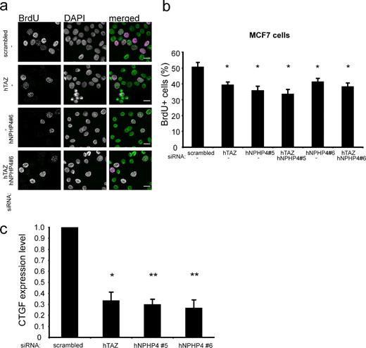 Figure 4. TAZ and NPHP4 influence cell proliferation and TAZ/TEAD target gene expression in MCF-7 cells. (a and b) MCF-7 cells were transfected with the indicated siRNAs. After 72 h, the cells were serum starved for 5 h followed by BrdU labeling for 30 min in the presence of serum. BrdU-positive cells were detected using an anti-BrdU antibody, and nuclei were counterstained using DAPI. The reduction of TAZ or NPHP4 leads to a decrease in cell proliferation, and the combined knockdown had no additional effect (n = 3; *, P < 0.05 as compared with the negative control; bars, 20 µM) (c) Knockdown of TAZ or NPHP4 led to a decreased expression of the TAZ/TEAD downstream target CTGF. 72 h after transfection of the indicated siRNAs into MCF-7 cells, the CTGF expression levels were analyzed using qPCR (n = 3; *, P < 0.05; **, P < 0.01). The knockdown of NPHP4 and TAZ was validated using qPCR (Fig. S3 a). Error bars represent SEM. hTAZ, human TAZ; hNPHP4, human NPHP4.
