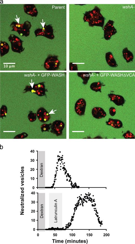 Figure 3. WASH and actin polymerization are essential for vesicle neutralization. (a) Vesicle neutralization assay. Cells were loaded with FITC- and TRITC-dextran to distinguish between acidic and neutral vesicles. Neutral postlysosomes (arrows) are absent from WASH-null cells and are rescued by expression of GFP-WASH but not GFP-WASHΔVCA (GFP is not seen under these conditions). (b) Latrunculin A completely but reversibly blocks the neutralization of vesicles. AX2 cells were loaded with a pulse of FITC-dextran, and the appearance of neutral vesicles was monitored in the presence or absence of 10 µg/ml latrunculin A. The figure shows measurements of Videos 1 and 2. The representative curves are from an experiment that was performed at least five times.