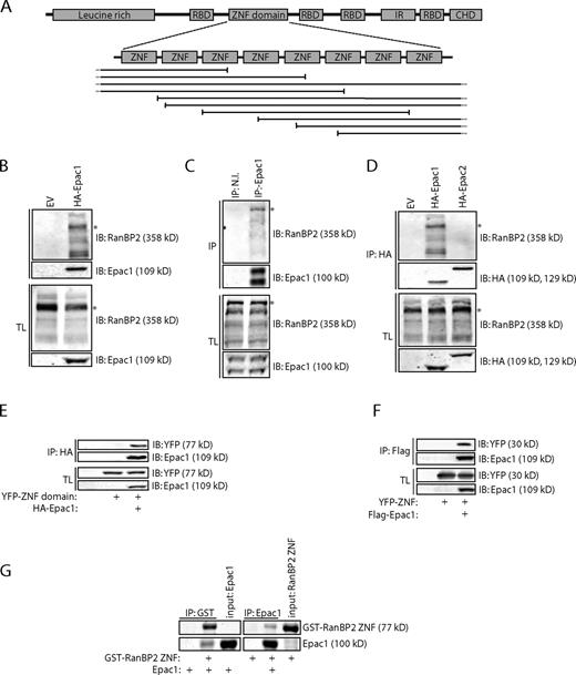 Figure 1. Epac1 directly interacts with the ZNF domain of RanBP2. (A) Domain architecture of RanBP2 with the fragments of RanBP2 isolated in a yeast two-hybrid screen using full-length Epac1 as bait shown below. RBD, Ran-binding domain; ZNF, zinc finger; IR, internal repeat domain; CHD, cyclophilin homology domain. (B) Coimmunoprecipitation of endogenous RanBP2 with HA-tagged Epac1 in HEK293T cells. Note that besides a major band of 358 kD (asterisks in B–D), multiple additional bands of RanBP2 are present on a 6% SDS-PAGE gel, which all disappear upon siRNA-mediated depletion of RanBP2 (Fig. S1 B). (C) Coimmunoprecipitation of endogenous RanBP2 with Epac1, which was immunoprecipitated with a rabbit polyclonal Epac1 antibody but not with preimmune serum (N.I., nonimmune) in Ovcar3 cells. (D) Coimmunoprecipitation of endogenous RanBP2 with HA-tagged Epac1 but not with HA-tagged Epac2 in HEK293T cells. (E) Coimmunoprecipitation of the YFP-tagged ZNF domain of RanBP2 with Flag-tagged Epac1 in HEK293T cells. (F) Coimmunoprecipitation of a YFP-tagged version of one on the individual ZNFs (ZNF #2) of RanBP2 with HA-tagged Epac1 in HEK293T cells. (G) Pull-down of bacterially purified Epac1 with the GST-tagged bacterially purified ZNF domain of RanBP2 and, conversely, the ZNF domain with Epac1. Proteins were visualized by simply blue staining. EV, empty vector; IB, immunoblot; IP, immunoprecipitation; TL, total lysate.