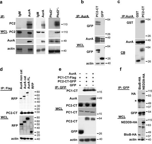 Figure 5. AurA interacts directly with PC2. (a) Antibody to AurA or control IgM was used for immunoprecipitation (IP) from HK-2 cells (left), mouse kidney lysates (middle), or PKD2−/− and PKD2+/− cells (right) followed by Western blotting with antibodies to AurA or PC2 (YCC2) as indicated. The strong band migrating at ∼110 kD represents native PC2, with faster migrating bands reflecting degradation products and slower migrating bands showing glycosylated species. (b) Antibody to AurA was used for immunoprecipitation from whole-cell lysates (WCL) transfected with plasmids expressing AurA and either GFP-PC2779–968 or GFP followed by Western blotting with the indicated antibodies. Reverse orientation immunoprecipitation is shown in Fig. S2 f. (c) Antibody to AurA was used in immunoprecipitation from the in vitro mixture containing GST-PC2779–968 or GST only and recombinant His-AurA. CB indicates Coomassie blue staining of starting material. Reverse orientation pull-down is shown in Fig. S2 g. (d) RFP-fused catalytic (cat; aa 132–403) and noncatalytic (noncat; aa 1–131) domains of AurA or full-length (FL) AurA-RFP coexpressed with Flag-PC2779–968 into HEK293 cells and immunoprecipitated with the Flag antibody followed by Western blotting with the indicated antibodies. (e) HEK293 cells were cotransfected with plasmids expressing combinations of GFP, GFP-PC2779–968, or Flag-PC1-CT4191–4302 and AurA as indicated. Cell lysates were immunoprecipitated using the anti-GFP antibody and visualized with antibodies indicated in the Western blot analysis. (f) Plasmids expressing HA-NEDD9, HA-BioB, and GFP-PC2779–968 were transfected into HEK293 cells, cell lysates were immunoprecipitated with the antibody to GFP, and Western blotting was performed with the indicated antibodies. The asterisk indicates immunoglobulin heavy chain. Molecular masses are given in kilodaltons.
