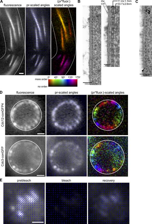 Figure 3. Ordered septin filaments are paired, align parallel to the cell growth axis, and are dynamic. (A) A. gossypii cells expressing Cdc12-conGFP4 were treated with the septin filament stabilizing drug FCF. The mean GFP dipole orientation in septin fibers was found to be perpendicular to the fiber axis. Cell outlines are shown in white. Bar, 1 µm. (B) A. gossypii cells (AG127) were treated for 3 h with FCF and processed for TEM. A typical filament and a magnified section are displayed. Brackets point to the measured width and periodicity of a population of septin filaments gathered from many different sections accompanied by standard deviations (statistics are given in Table S1). PM, plasma membrane; CW, cell wall. (C) An immunolabeled section of SHS1-6HA–expressing cells (AG296) in which septins have been localized using an anti-HA primary and a 10-nm gold conjugated secondary antibody. Arrowheads point to gold particles. Bar, 100 nm. (D) A. gossypii cells expressing Cdc12-conGFP4 or Cdc3-conGFP exhibit GFP dipoles oriented parallel to the cell cortex when imaged in cross section (xz plane). Cell outlines are shown in white. Bars, 1 µm. (E) A septin ring in A. gossypii expressing Cdc12-conGFP4 was analyzed, photobleached and analyzed, and allowed to recover before repeat of analysis. The recovered signal is ordered and reports the same GFP dipole orientation (perpendicular to the cell growth axis) as the starting ring. Bar, 1 µm.