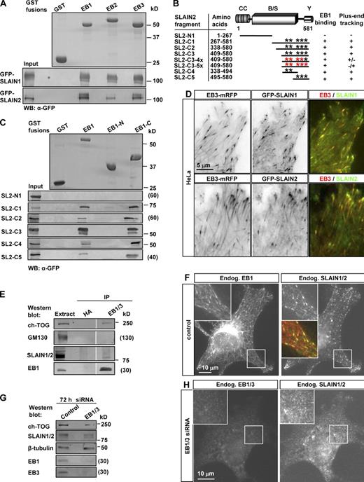 Figure 1. SLAIN1 and SLAIN2 are EB-dependent +TIPs. (A and C) GST pull-down assays were performed with the indicated GST fusions and lysates of cells expressing different GFP-SLAIN1/2 fusions. Coomassie-stained gels are shown for GST fusions, and Western blots with anti-GFP antibodies are shown for GFP fusions. (B) Mapping of the minimal MT plus end–binding domain of SLAIN2 based on GST-EB1 binding and MT plus end tracking in live cells. CC, coiled coil; B/S, basic and serine rich; Y, C-terminal tyrosine. Asterisks indicate SxIP-like motifs. Mutations in the SxIP-like sites are indicated by red asterisks (see Fig. S1 C for the sequence of SLAIN2). (D) Live-cell imaging of HeLa cells transiently transfected with EB3–monomeric RFP and GFP-SLAIN1/2. Red and green images were collected simultaneously with a beam splitter and a 0.5-s interval; five consecutive frames were averaged. (E) IPs from HeLa cell extracts with rat monoclonal antibodies against HA tag (control) or EB1 and EB3 were analyzed by Western blotting with the indicated antibodies. White lines indicate that intervening lanes have been spliced out. (F and H) 3T3 cells were transfected with the indicated siRNAs, fixed, and stained with the indicated antibodies. The insets show enlargements of the boxed areas. In the overlay, EB1 is shown in green, and SLAIN2 is shown in red. (G) Extracts of 3T3 cells transfected with the indicated siRNAs analyzed by Western blotting with the indicated antibodies. Endog., endogenous; SL2, SLAIN2; WB, Western blot.