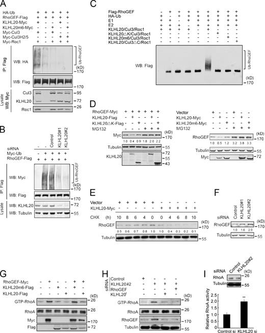 Figure 3. KLHL20 promotes PDZ-RhoGEF ubiquitination to inactivate RhoA. (A and B) KLHL20 promotes PDZ-RhoGEF ubiquitination in vivo. 293T cells (A) or HeLa cells stably expressing control or KLHL20 siRNA (B) were transfected with the indicated constructs and treated with MG132. Cells were lysed for immunoprecipitation (IP) and/or Western blot (WB) with the indicated antibodies. (C) PDZ-RhoGEF purified from baculovirus was subject to in vitro ubiquitination reaction in the presence of the E1, E2, and E3 complex and/or ubiquitin and then analyzed by Western blotting with the anti-Flag antibody. (D) Western blot analysis of the ectopic (left) or endogenous (right) level of PDZ-RhoGEF in 293T cells transfected with the indicated constructs and treated with or without MG132. (E) KLHL20 promotes PDZ-RhoGEF turnover. Western blot analysis of endogenous PDZ-RhoGEF level in 293T cells transfected with indicated constructs and treated with cycloheximide (CHX) for various time points. (F) Western blot analysis of endogenous PDZ-RhoGEF level in HeLa cells stably expressing indicated siRNA. (G–I) 293T cells (G), HeLa cells (H), or hippocampal neurons (I) were transfected with various constructs and/or siRNAs and then were lysed for assaying GTP-bound RhoA by pull-down (G and H) or G-LISA (I) or the expression of various proteins. Data in I represent means ± SEM (**, P < 0.005; n = 3). The efficacy of PDZ-RhoGEF siRNA to down-regulate the endogenous protein in HeLa cells is shown in Fig. S2 E. In D–F, the relative amounts of PDZ-RhoGEF were quantified, normalized to the amounts of tubulin, and marked below the blot. si, siRNA; Ub, ubiquitin.