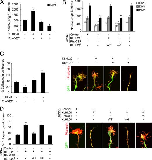 Figure 4. KLHL20 promotes neurite outgrowth and growth cone spreading through down-regulating PDZ-RhoGEF. (A and B) Hippocampal neurons at DIV0 were transfected with the indicated plasmids and/or siRNAs together with GFP. Neurons were imaged at DIV5 (A) or at DIV3, 4, and 5 (B), and neurite lengths of GFP-positive neurons were quantified and plotted. The efficacy of PDZ-RhoGEF siRNA to down-regulate endogenous PDZ-RhoGEF in hippocampal neurons is shown in Fig. S2 E. (C and D) Hippocampal neurons transfected with the indicated constructs and/or siRNAs were fixed at DIV3 and then stained by rhodamine-conjugated phalloidin and Tau-1 (not depicted). The percentage of axons showing collapsed growth cones was quantified and plotted (C, left). Representative growth cone morphologies are shown on the right. Data in all panels represent means ± SEM (*, P < 0.05; **, P < 0.005; ***, P < 0.0005; n ≥ 50). Bars, 10 µm. WT, wild type.