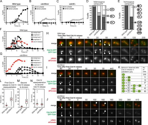 Figure 1. Impaired nuclear division, random chromosome segregation, and ectopic Cdc14 release in cdc55mn cells. (A–D) Meiosis was induced in strains carrying heterozygous CEN5-GFP, PDS1-18MYC, and otherwise wild type (AM4796), cdc55mn (AM4891), or cdc55Δ (AM5338). The percentages of binucleate and tetranucleate cells (n = 200; A–C) or the pattern of GFP foci in binucleate cells (n > 800; D) is shown for a representative experiment. (E) Wild-type (AM6040) and cdc55mn (AM5936) strains carrying homozygous CEN5-GFP were analyzed as described in D. (F and G) Wild-type (AM6633) and cdc55mn (AM6626) cells carrying 3HA-CDC14, GAL-NDT80, and pGPD1-GAL4(848).ER were induced to sporulate and released from a pachytene block at 6 h. The percentages of cells with the indicated spindle morphology and with Cdc14 released from the nucleolus are shown for a representative experiment. (H–K) Wild-type (AM6935) and cdc55mn (AM6942) cells carrying CDC14-GFP, GFP-TUB1, and homozygous tetR-tdTomato were filmed. (H–J) Still images from Videos 1 (wild-type; H), 2 (cdc55mn; I), and 3 (cdc55mn; J). Arrows indicate Cdc14 sequestered in the nucleolus. Bars, 1 µm. (K) Behavior of cdc55mn cells that were in prophase I (as judged by spindle morphology) at the start of filming and released Cdc14 from the nucleolus (563/1,203 prophase I cells). Examples of extruding microtubules are shown in fixed cells in Fig. S2. Times are given in minutes. (L–N) The time elapsed between the first Cdc14 release to Cdc14 resequestration (L), the second Cdc14 release to nuclear division (M), or Cdc14 resequestration and rerelease (N) are shown for cells that were in prophase I at the start of filming and in which two rounds of Cdc14 release were observed (wild type, n = 95; cdc55mn, n = 80). Box boundaries represent the bottom quartile and top quartile. The red line indicates the median, diamonds indicate the mean, and error bars represent the minimum and maximum values observed except for in the case of N in which two outliers (triangles) were excluded from the analysis. Because images were captured at 10-min intervals, the time elapsed between two observed events is subject to an error of 20 min.