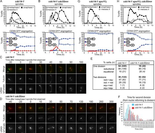 Figure 6. Equational segregation occurs on a newly assembled spindle in cdc14-1 mutants and is elevated by Cdc55 depletion. (A and B) Strains carrying heterozygous CEN5-GFP, GAL-NDT80, pGPD1-GAL4(848).ER, and either cdc14-1 (AM8044; A) or cdc14-1 cdc55mn (AM8045; B) were released from a pachytene block, and the percentages of cells with the indicated spindle morphology (top graph) and pattern of CEN5-GFP localization in the binucleate cells (bottom graph) were determined. (C–F) cdc14-1 (AM7866) and cdc14-1 cdc55mn (AM7867) cells carrying URA3-tdTomato (red) and GFP-TUB1 (green) were imaged at 10-min intervals for a total of 9 h and 46 min and 9 h and 56 min, respectively. (C) Example of a cdc14-1 cell that completes a single meiotic division. (D) Example of a cdc14-1 cdc55mn cell that completes two divisions on the same axis. Times at the top are given in minutes. Bars, 1 µm. (E) Behavior of cdc14-1 and cdc14-1 cdc55mn cells that were initially in prophase I and which performed at least one division during the course of filming. red, reductional; equ, equational. (F) The frequency of cdc14-1 and cdc14-1 cdc55mn cells that performed the second division within the indicated time period. Also see Videos 4 and 5. (G and H) Strains carrying heterozygous CEN5-GFP dots GAL-NDT80, pGPD1-GAL4(848).ER, and either spo11Δ cdc14-1 (AM8046; G) or spo11Δ cdc14-1 cdc55mn (AM8047; H) were treated as described in A and B.
