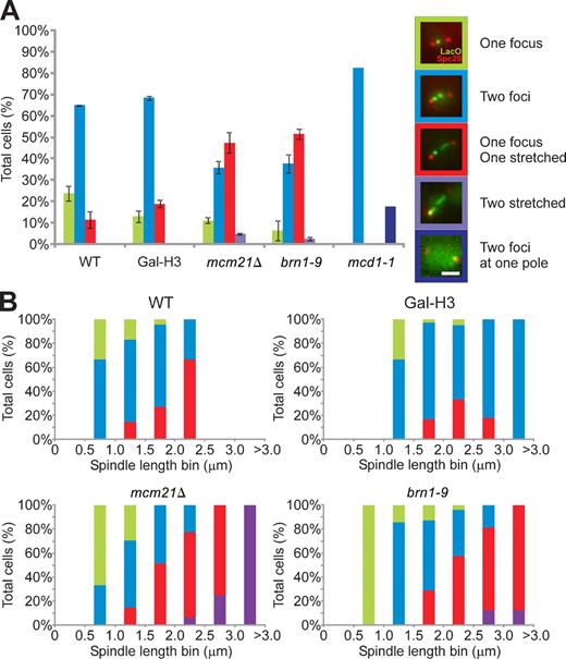 Figure 5. Increased stretching of pericentric chromatin LacO spots in pericentric cohesin and condensin mutants. (A) Pericentric LacO 6.8 kb from CEN 15 images were classified as one focus, two foci, one focus and one stretched, two stretched, and two foci at one pole. The percentages of cells displaying each class of LacO fluorescence for each strain background are graphed with representative images of each class to the right (WT: 24 ± 4% single focus, 65 ± 0% two foci, 11 ± 4% one stretched, three experiments, n = 167; Gal-H3: 13 ± 3% single focus, 68 ± 1% two foci, 19 ± 2% one stretched, two experiments, n = 89; mcm21Δ: 11 ± 1% single focus, 36 ± 3% two foci, 47 ± 5% one stretched, 5 ± 0% two stretched, two experiments, n = 106; brn1-9: 6 ± 5% single focus, 38 ± 2% two foci, 52 ± 2% one stretched, 3 ± 1% two stretched, two experiments, n = 83; mcd1-1: 82% two foci, 18% two foci at one pole, one experiment, n = 17). The error bars represent SD. Bar, 2 µm. (B) The percentage of total cells compiled from all experiments displaying each class of LacO fluorescence is binned by spindle length into bins of 0.5 µm and graphed for WT, Gal-H3, mcm21Δ, and brn1-9. The data are the same for those described in A. Means and SEM values are listed in Table S1.