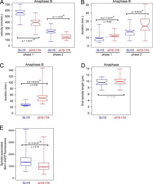 Figure 5. Premature targeting of Ipl1/Aurora activity to the spindle midzone slows anaphase spindle elongation. (A) sli15-17A reduces the anaphase B spindle elongation rate. Box plot showing rates of fast and slow spindle elongation (phases 1 and 2) in SLI15 and sli15-17A cells. (B) sli15-17A increases anaphase B phase 1 and 2 durations. Box plot showing durations of phases 1 and 2 in SLI15 and sli15-17A cells. (C) sli15-17A increases total anaphase B duration. Box plot showing anaphase B durations in SLI15 and sli15-17A cells. (D) sli15-17A does not significantly affect final anaphase spindle length. Box plot showing anaphase spindle lengths just before spindle breakdown in SLI15 and sli15-17A cells. (E) sli15-17A reduces Bim1/EB1 association with the anaphase spindle. Box plot showing mean Bim1-4GFP fluorescence intensities along anaphase spindles in cells containing sli15-17A or SLI15, BIM1-4GFP, and mCherry-TUB1. The distributions’ medians differed significantly (Mann-Whitney U test = 27613141, nWT = 1858, n17A = 2013, P < 2.2 × 10−16, two-tailed test; ρ = 0.74). See Materials and methods. ‡, P values determined using the Mann-Whitney U test for the null hypothesis that ρ = 0.5. Bim1-4GFP sizes and expression levels were comparable (see Fig. S2 D).