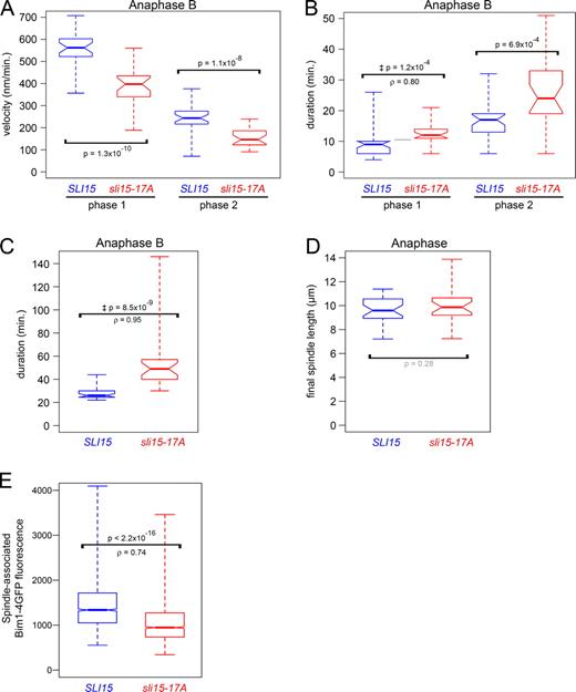 Figure 5. Premature targeting of Ipl1/Aurora activity to the spindle midzone slows anaphase spindle elongation. (A) sli15-17A reduces the anaphase B spindle elongation rate. Box plot showing rates of fast and slow spindle elongation (phases 1 and 2) in SLI15 and sli15-17A cells. (B) sli15-17A increases anaphase B phase 1 and 2 durations. Box plot showing durations of phases 1 and 2 in SLI15 and sli15-17A cells. (C) sli15-17A increases total anaphase B duration. Box plot showing anaphase B durations in SLI15 and sli15-17A cells. (D) sli15-17A does not significantly affect final anaphase spindle length. Box plot showing anaphase spindle lengths just before spindle breakdown in SLI15 and sli15-17A cells. (E) sli15-17A reduces Bim1/EB1 association with the anaphase spindle. Box plot showing mean Bim1-4GFP fluorescence intensities along anaphase spindles in cells containing sli15-17A or SLI15, BIM1-4GFP, and mCherry-TUB1. The distributions’ medians differed significantly (Mann-Whitney U test = 27613141, nWT = 1858, n17A = 2013, P < 2.2 × 10−16, two-tailed test; ρ = 0.74). See Materials and methods. ‡, P values determined using the Mann-Whitney U test for the null hypothesis that ρ = 0.5. Bim1-4GFP sizes and expression levels were comparable (see Fig. S2 D).