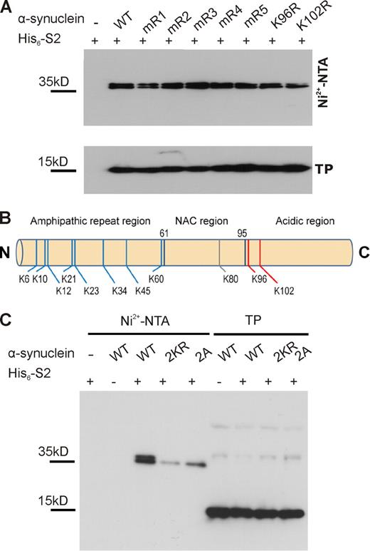 Figure 3. K96 and K102 are the major sumoylation sites of α-synuclein. (A) α-Synuclein is sumoylated at multiple lysine residues. Sumoylation of α-synuclein was analyzed in HEK293T cells by cotransfection of His6-SUMO2 with WT myc-tagged α-synuclein or one of the indicated lysine-to-arginine mutants (mR1: K6, 10, and 12R; mR2: K21 and 23R; mR3: K32 and 34R; mR4: K43 and 45R; and mR5: K58, 60R, K96R, and K102R), followed by Ni2+-NTA chromatography. None of the mutations resulted in abolished α-synuclein sumoylation. Total protein (TP) levels of WT α-synuclein and the respective mutants are shown in the bottom panel. Samples were analyzed by immunoblotting with anti-myc antibody (9E10). (B) Summary of α-synuclein sumoylation sites. MS analysis of sumoylated α-synuclein (obtained upon sumoylation in bacteria; see Materials and methods) revealed 11 SUMO-conjugated lysine residues (8 lysines in the N-terminal amphipathic region, 1 lysine in the hydrophobic NAC region, and the 2 lysines in the C-terminal acidic region; Fig. S2 and supplemental data). Nonconsensus lysines are depicted in blue, and the consensus and consensus sequence–related sites are in red. (C) The sumoylation levels of myc-tagged WT, 2KR (K96R and K102R), and 2A (D98A and E104A) mutants were compared using Ni2+-NTA chromatography. Elution samples and total lysates (TP) in A and C were run on a 4–12% NuPAGE Bis-Tris gel and analyzed by immunoblotting with myc antibody (clone 9E10). Sumoylated α-synuclein runs as a doublet band on gradient SDS-PAGE.
