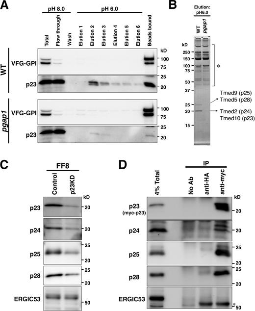 Figure 8. p24 proteins form heteromeric complexes with subfamily members. (A and B) Identification of proteins associated with VFG-GPI depending on pH. FF8 (WT) and FPRC2 (pgap1) cells were cultured with doxycycline at 40°C for 24 h. The cells were then incubated at 32°C for 20 min. After cell lysis using lysis-IP buffer II, pH 8.0, VFG-GPI was purified using an anti-Flag column. After thorough washing in wash buffer II, pH 8.0, the binding proteins were eluted with elution buffer II, pH 6.0. After elution with six bed volumes of buffer, proteins bound to the column were extracted with SDS sample buffer. Each fraction was subjected to SDS-PAGE, followed by immunoblotting using an anti-GFP or anti-p23 antibody (A). Proteins in eluted fraction 2 from FF8 (WT) and FPRC2 (pgap1) were detected by silver staining (B). Protein bands at 20 and 25 kD were identified by mass spectrometry as Tmed10 (p23), Tmed2 (p24), Tmed9 (p25), and Tmed5 (p28). Detected fragments are shown in Fig. S4. Protein bands indicated by an asterisk (*) were observed through all fractions (elutions 1−6) at similar levels and were not specific in WT cells. (C) Knockdown of p23 destabilized other p24 proteins. FF8 cells permanently transfected with an empty vector (Control) or p23 siRNA vector (p23KD) were lysed, and proteins were resolved by SDS-PAGE, followed by immunoblotting using rabbit anti-p23, anti-p24, anti-p25, anti-p28, and anti-ERGIC53 polyclonal antibodies. (D) Coimmunoprecipitation of myc-p23 with p24 proteins. FF8 cells were stably transfected with a retrovirus vector expressing RNAi-resistant myc-tagged p23 (myc-p23) and shRNA against endogenous p23, as described in Fig. S5. After cell lysis, myc-p23 was precipitated with anti-HA (control) or anti-myc antibodies or without antibody (No Ab), and coprecipitated proteins were detected by immunoblotting against anti-p23, anti-p24, anti-p25, anti-p28, and anti-ERGIC53 antibodies. Total lysate corresponding to 4% and immunoprecipitates were used for analysis. *, IgG heavy chains.