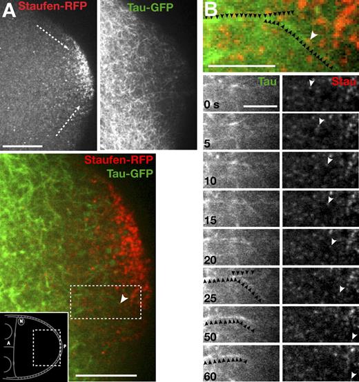 Figure 3. Staufen protein is transported on MTs at the oocyte posterior. Also see Fig. S1 and Video 4. (A) Dual-channel imaging of Staufen-RFP (A, left and bottom) and Tau-GFP (A, right and bottom). Dashed arrows indicate paths of cargo transit along the cortex. (B) A single Staufen particle moving on Tau-GFP–labeled MTs taken from the outlined region in A (bottom). (B, bottom) Time sequence of the particle (right, white arrowheads) moving in two runs along two different MTs (left, black arrowheads). The two MTs are indicated with arrowheads in the last three images to highlight the depolymerization of the lower one. A, anterior; P, posterior; N, oocyte nucleus. Bars: (A and C) 15 µm; (B) 7.5 µm.