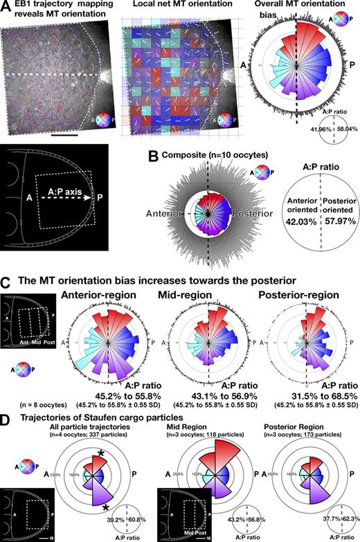 Figure 4. Analysis of EB1 trajectories reveals a graded bias in MT orientation. (A) Automatically tracked EB1 trajectories from a 120-frame video sequence imaged at three frames per second (fps; see Materials and methods; Fig. S2 and Fig. S3). The dashed white border indicates the track data plotted in the middle and right plots. Follicle cells are excluded. The central white dashed line indicates the anterior–posterior axis. The color of each track (refer to the color key on the bottom right), cyan, blue, red, or purple, corresponds to 90° ranges for anterior, posterior, dorsal, or ventral orientations. (bottom left) Inset shows the region of the oocyte imaged. (A, middle) Map of local net EB1 track orientation dividing the oocyte into 256 subregions. The color of each subregion is as described for A (left), although here, the net orientation of all racks crossing that subregion is indicated. The white arrow indicates the exact net orientation, whereas the density of color is proportional to the number of tracks for each subregion. (right) Summary of all orientation data from left plot. Combined circular histogram (outer dot plot indicating the orientation of each individual trajectory) and rose diagram (inner circular histogram plot of EB1 trajectories split over 24 15° ranges). The anterior versus posterior bias in orientation is also shown (bottom right) as the ratio of trajectories oriented within a 180° angle to the anterior (left of the dashed black vertical line) versus the 180° angle to the posterior (right). (B) Similar plots to those shown in A (right) summarizing data for 10 oocytes. (C) Plots comparing MT orientation for three adjacent 15-µm-wide regions of the oocyte at increasing distance from the posterior (left inset: anterior, mid, and posterior). (D) Manually tracked Staufen cargo movements in stage 9 oocytes. Particle trajectory orientations are plotted as rose diagrams with the proportion of particles trajectories shown in each of the eight 45° segments. The first rose diagram plots all moving cargoes in the posterior 30 µm (see inset). The second and third plots show subregions of 15 µm within the same area (see inset). The anterior versus posterior bias is shown as the ratio of trajectories oriented within a 180° angle to the anterior (left) versus the 180° angle to the posterior (right), confirming the bias in transport toward the posterior reported in Zimyanin et al. (2008). The dark asterisks on the first plot highlight the strong bias in the top and bottom posterior-directed segments, which can also be seen in the plots of MT orientation (A, right; and C, posterior region plot) and correspond to movements associated with MTs along the lateral cortex (highlighted in Fig. 3 A as dashed lines). A, anterior; P, posterior. Bars, 15 µm.