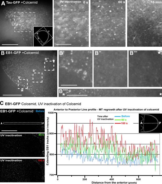 Figure 5. MT nucleation occurs at discrete foci along the cortex but is absent from the posterior. Also see Fig. S5 and Videos 6 and 7). (A) Tau-GFP–expressing oocyte treated with colcemid (see Materials and methods) showing the reduction of Tau-GFP MT labeling to small discrete foci; (right, first image) subregion of A shown enlarged; (second image) the same region after 60 s of UV inactivation protocol showing the initiation of MTs from the small foci; (third image) 15 min after UV inactivation showing extensive MT regrowth. (B) Oocyte expressing EB1-GFP similarly treated with colcemid revealing similar foci, which can be seen to distribute in a gradient of density from the anterior to posterior but appear to be absent from the extreme posterior (the extreme posterior is indicated by a star. (B′–B′′′′) Selected regions shown at increased magnification (highlighted in B and along a transect between the white asterisk and star). (C) Regrowth of MT after UV inactivation of colcemid assessed by the reappearance of EB1-GFP–labeled tracks (Videos 6 and 7) shows a lack of MT initiation from the posterior cortex. Images were foreground extracted (see Materials and methods) to identify actively extending EB1 tracks. Three time points are shown from the time sequence of UV inactivation of colcemid. For each image, a plot of pixel intensity from anterior to posterior is presented (corresponding to the region highlighted in the dashed box), relating to regrowth of MTs and revealing the restriction of MT initiation to the anterior regions. A, anterior; P, posterior; N, oocyte nucleus. Bars: (A–C) 20 µm; (A, right; and B′) 5 µm; (B′′′′) 10 µm.