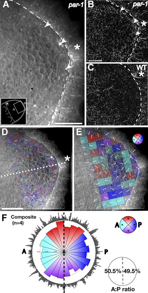 Figure 6. MTs are nucleated around the entire posterior in par-1 hypomorphic mutant oocytes, abolishing the orientation bias. Also see Videos 8 and 9. (A) Trails projected EB1-GFP image time series. Arrowheads indicate EB1 foci nucleating MTs. The dashed line distinguishes oocyte and follicle cells, and an asterisk marks the posterior. (B) Image as in A after foreground extraction, highlighting EB1 foci nucleating MTs throughout the posterior. (C) Wild-type oocyte processed as in B showing the absence of MT initiating from the posterior cortex. (D–F) Mapping MT orientation in the par-1 hypomorphic mutant: tracked EB1 trajectories, windmap, and rose diagram (refer to Fig 4 and Materials and methods for further details). A, anterior; P, posterior; N, oocyte nucleus. Bars, 15 µm.