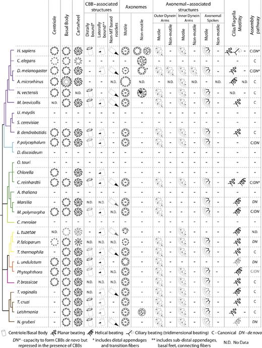 Figure 2. Structure and distribution of CBB, cilia/flagella, and associated structures in eukaryotes. Simplified taxonomic tree representing major eukaryotic groups in different colors (these groups contain a common ancestor and all its descendants; adapted from Hedges (2002) and Baldauf (2003)). Unikonts include eukaryotic cells that, for the most part, have a single emergent flagellum and are divided into Opisthokonts (propel themselves with a single posterior flagellum; Metazoans, Fungi, and Choanoflagellates) and Amoebozoa (Cavalier-Smith, 2002). Bikonts include eukaryotic organisms with two emergent flagella (Cavalier-Smith, 2002). Branch color code: purple, Opisthokonts; blue, Amoebozoa; green, Plants; yellow, Alveolates; orange, Stramenopiles; rose, Rhizaria; brown, Excavates and Discicristates. We represent the symmetry and number of CBB MTs, either when nucleating an axoneme (basal body) or not (centriole), and of axonemes as well as the presence/absence of central MT pair (−, not present). In organisms for which data were available, we also included the structure of the cartwheel and of several associated structures (transition fibers/distal appendages involved in CBB anchoring at the cell membrane; lateral appendages including subdistal appendages, basal foot or connecting fibers linking CBBs to each other or to cytoskeleton components; and non-MT based rootlets that link the proximal part of the CBB to other organelles). We also included information on the presence/absence of axonemal-associated structures (dynein arms and radial spokes) as well as their beating patterns. Finally, we represent the pathways used for CBB assembly, canonical, de novo, or both. In Drosophila melanogaster, the gray centriolar MTs represent the fact that certain tissues present centrioles with doublets whereas others show triplets. The asterisk in D. melanogaster 9+0 sensory axoneme reflects the possibility that this structure is motile (Göpfert and Robert, 2003). In Acerentomon microrhinus, the CBBs formed during spermatogenesis have a different symmetry and the cartwheel is also represented in these structures. In the remaining cases, gray structures are used when evidence pointing to their presence is not robust (poor EM data or data from a related species). For references please check Table S1.
