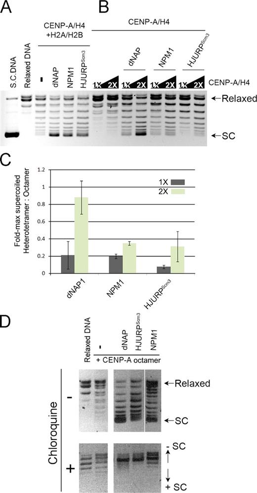 Figure 5. HJURPScm3-assembled CENP-A nucleosomes are negatively supercoiled and contain H2A and H2B. (A and B) Supercoiling assay comparing assembly efficiencies of chaperones dNAP, NPM1, and HJURPScm3 with CENP-A histone octamers (CENP-A–H4 and H2A/H2B) in A or with CENP-A–H4 alone in B. CENP-A–H4 levels added to the reactions were varied from 1 to 2× compared with the amount of CENP-A–H4 present in the reactions in A. Line scans are presented in Fig. S3. SC, supercoiled. (C) Integrated intensities of maximally supercoiled populations were measured from reactions in A and B. Values are graphed as fold-maximally supercoiled heterotetramer to octamer. Error bars show standard deviations. (D) Supercoiling assay showing assembly activities (top) for dNAP, HJURPScm3, and NPM1. Supercoiled DNA was separated by agarose gel electrophoresis with (bottom) or without (top) the DNA intercalating agent chloroquine to distinguish negatively and positively supercoiled DNA. The minus signs indicate no addition of chaperone. The white line indicates that intervening lanes have been spliced out.
