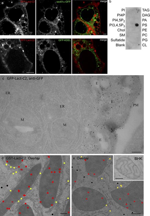 Figure 2. Comparison of expressed GFP-LactC2 with postprocessing immunolabeling. (a, top) A431 cells cotransfected with mRFP-Lact-C2 (left) and sec61α-GFP (middle). The images are overlaid on the right. (a, bottom) A431 cells cotransfected with mRFP-Lact-C2 and GFP-KDEL. (b) Binding specificity of GST-Lact-C2: overlay assays were performed using lipid strips from Echelon. PA, phosphatidic acid; PC, phosphatidylcholine; PE, phosphatidylethanolamine; PG, phosphatidylglycerol; PI, phosphatidylinositol; SM, sphingomyelin; TAG, triacylglycerol. (c) BHK cells transiently transfected with GFP-Lact-C2, frozen sectioned, and stained using anti-GFP antibody followed by incubation with gold-labeled protein A. Note the labeling of the PM and endosomes (E), but negligible labeling of ER and mitochondria (M). (d and e) Mouse liver samples or BHK cells (inset) were high pressure-frozen, freeze-substituted, and embedded in UV-polymerized Lowicryl at low temperature. Sections were incubated with purified GST-Lact-C2 and labeled as described in Materials and methods. Images were pseudocolored to highlight gold particles, which were color-coded to indicate assignment to specific compartments: red, mitochondria; yellow, RER; black, unassigned. Note the labeling of mitochondria, including cristae (inset), and the RER, particularly in close apposition to the ER. Unmodified images of d and e are provided in Fig. S5. Bars: (a) 4 µm; (c–e) 200 nm.