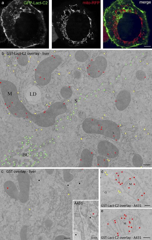 Figure 3. On-section ultrastructural localization of PS. (a) A431 cells transiently cotransfected with GFP-Lact-C2 (left) and mito-RFP (middle). The images are overlaid on the right. (b–e) Mouse liver (b and c) and A431 samples (d and e) were processed using HPF/FS/LTE. Sections were incubated with purified GST-Lact-C2 (b, d, and e) or with GST (c and inset) and labeled as described in Materials and methods. Images were color-coded to indicate specific compartments: green, PM; red, mitochondria; yellow, RER; black, unassigned. Note the specific labeling of mitochondria, the RER, and the PM with GST-Lact-C2, compared with GST alone. Unmodified images of b–e are provided in Fig. S5. G, Golgi complex; LD, lipid droplet; S, sinusoidal membrane; BC, bile canaliculus. Bars: (a) 4 µm; (b–e) 200 nm.