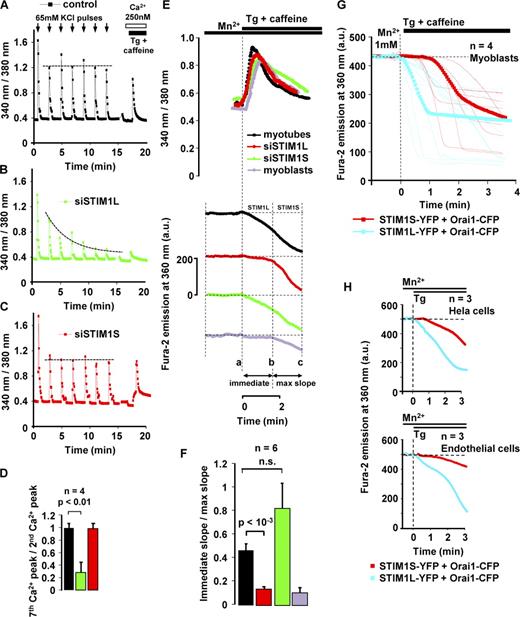Figure 4. Repetitive Ca2+ signals encoded by Ca2+ release rely on STIM1L. (A–C) Ca2+ transients induced by seven 65-mM KCl pulses and evaluated with Fura-2 in control (A), transfected siSTIM1L (B), and transfected siSTIM1S (C) myotubes at 96 h in differentiation medium. Ca2+ store content was then assessed using 2 µM Tg and10 mM caffeine in 250 nM of external Ca2+ medium. Each trace represents the mean of 10 recorded cells. In A and C, the horizontal dotted line represents the mean Ca2+ peak (the first peak was excluded), and, in B, the dotted line is an exponential fit through Ca2+ peaks (the first peak was excluded). (D) Amplitude of the second KCl-induced Ca2+ peak divided by the amplitude of the seventh KCl-induced Ca2+ peak (mean ± SD; 10 cells out of four experiments in each condition). (E, top) Cytoplasmic Ca2+ assessed with Fura-2 in myoblasts and in myotubes 48 h after transfections with various siSTIM1. Ca2+ stores were depleted with 10 mM caffeine and 2 µM Tg in 1.8 mM of external Ca2+ and 0.5 mM of external Mn2+. (bottom) Fura-2 fluorescence at a 360-nm excitation. Cytoplasmic Ca2+ and Fura-2 fluorescence quench were measured simultaneously. No statistical difference was noted between maximum amplitude (and also time to peak) of myoplasmic Ca2+ increases upon Tg/caffeine addition. a.u., arbitrary unit. (F) Fraction of the maximum slope of Fura-2 quench traces that occurred immediately after Ca2+ store depletion with 2 µM Tg and 10 mM caffeine. Immediate activation slopes were measured between times a and b and maximum slopes between times b and c in E. Mean ± SEM of six experiments using 0.5–1 mM Mn2+ (13 cells were recorded in each experiment; also see Fig. S3 B). (G and H) Fura-2 fluorescence quench at 360 nm measured in myoblasts, HeLa cells, and EA.hy926 (human endothelial) cells with 1 mM Mn2+ in the external medium. For HeLa and EA.hy926 cells, Ca2+ stores were depleted with 2 µM Tg in 1.8 mM of external Ca2+. The squares represent the mean of six to eight cells out of three to four experiments. The thin lines represent individual cell traces. n.s., not significant. The vertical and horizontal dashed lines represent the application of Tg (±caffeine) at time 0 and initial Fura-2 fluorescence at 360 nm, respectively.