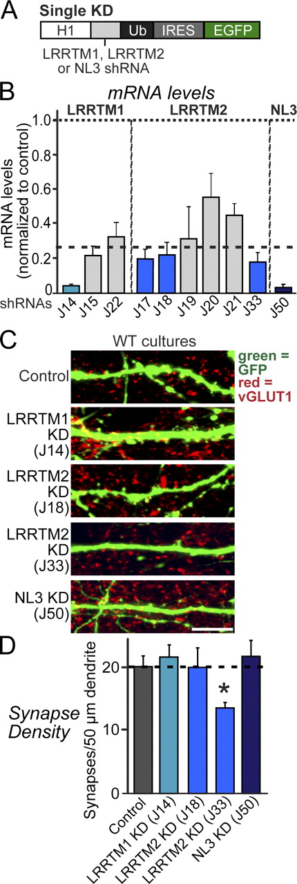Figure 1. Single KDs of LRRTMs or NLs do not alter synapse density in cultured neurons. (A) Design of lentiviral shRNA vectors for KD of LRRTM1, LRRTM2, or NL3. H1, human H1 promoter; IRES, internal ribosome entry sequence; Ub, ubiquitin promoter. (B) Levels of target mRNAs (LRRTM1, LRRTM2, and NL3) measured by quantitative RT-PCR in cultured cortical neurons infected at DIV3 with lentiviruses expressing the indicated shRNAs. mRNAs were determined at DIV12 and 13. Dashed line, 75% KD cutoff level for tests of biological effects. (C) Representative images of cultured hippocampal neurons that were transfected at DIV3 with lentiviral vector lacking shRNA expression (control) or expressing shRNAs targeting LRRTM1 (J14), LRRTM2 (J18 and J33), or NL3 (J50). Neurons were analyzed at DIV14 by double immunofluorescence with antibodies to GFP and vGLUT1. WT, wild type. Bar, 5 µm. (D) A summary graph of the effects of single KD of LRRTM1, LRRTM2, and NL3 on excitatory synapse density, quantified using vGLUT1 immunoreactivity. The dotted line represents a control level of synapse density for comparisons with the other experimental conditions. (B and D) The shaded gray and blue bars represent the results with the noneffective and effective shRNA vectors, respectively. The data shown are means ± SEMs (n = 3 independent culture experiments). Statistical significance was assessed by comparing the various conditions with controls using the ANOVA Tukey’s test. *, P < 0.05. For further data, see Figs. S1 and S2.