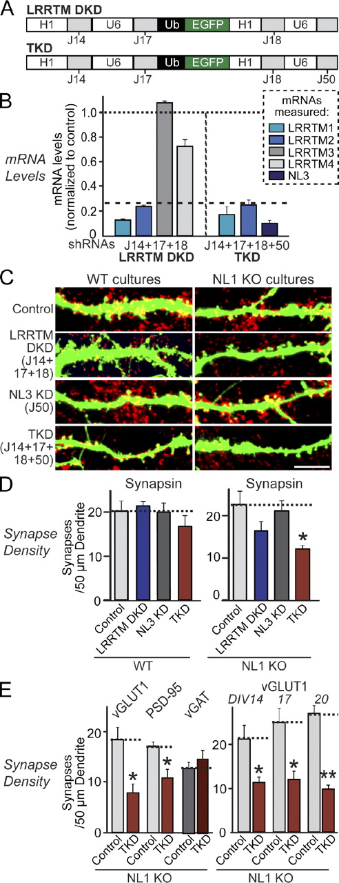 Figure 2. Combined loss of function of LRRTM1, LRRTM2, NL1, and NL3 causes synapse loss. (A) Design of lentiviral shRNA vectors for simultaneous KD of multiple targets using the indicated shRNAs. H1 and U6, human H1 and U6 promoters; Ub, ubiquitin promoter. Note that two LRRTM2 shRNAs (J17 and J18) were used simultaneously for efficient KD; J33 was excluded because of its apparent off-target effect. (B) Measurements of target mRNA levels (LRRTM1, LRRTM2, and NL3) in cultured cortical neurons as described in Fig. 1 B, except that neurons were infected with DKD lentiviruses expressing shRNAs to LRRTM1 and LRRTM2 or TKD lentiviruses that additionally express an shRNA to NL3. The target mRNA measured is color coded as indicated on the right. Dashed line, 75% KD cutoff level for tests of biological effects. (C) Representative images of hippocampal neurons cultured from wild-type (WT) or NL1 KO mice that were transfected with the indicated KD vectors at DIV9 and analyzed by double immunofluorescence with antibodies to GFP and synapsin at DIV14. For transfections at DIV3, see Fig. S2. Bar, 5 µm. (D) Summary graphs of the effect in wild-type (left) or NL1 KO neurons (right) of the LRRTM DKD, the NL3 KD, and the combined LRRTM1, LRRTM2, and NL3 TKD on overall synapse densities, quantified using synapsin immunoreactivity. (E) Summary graphs of the effect of the LRRTM1, LRRTM2, and NL3 TKD in NL1 KO neurons on the density of excitatory synapses (measured using vGLUT1 or PSD-95 as markers) or inhibitory synapses (using vGAT as a marker) determined at DIV14 (left) or of the effect of the TKD on excitatory synapse density monitored with vGLUT1 as a marker after longer culture times, comparing DIV14 with DIV17 and DIV20 (right). (B, D, and E) The dotted lines represent control levels for comparisons with the other experimental conditions. The data shown are means ± SEMs (n = 3 independent culture experiments). Statistical significance was assessed by comparing the various conditions with controls using the ANOVA Tukey’s test. *, P < 0.05. For additional images and synapse size quantitations and different variations of the KD experiments, see Figs. S2 and S3. For analysis of the TKD effect on neuronal morphology and differentiation, see Fig. S3.