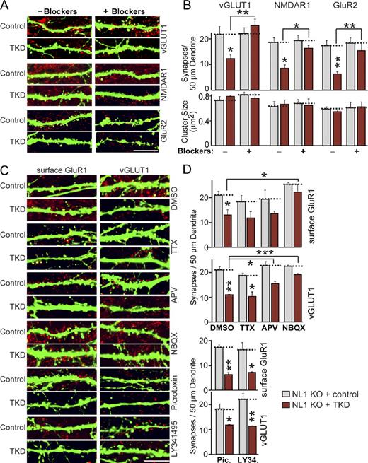 Figure 6. Activity-dependent synapse elimination in LRRTM/NL-deficient neurons. (A) Representative images of hippocampal neurons from NL1 KO mice that were transfected at DIV9 with a vector expressing EGFP only (control) or coexpressing the TKD shRNAs and analyzed at DIV14 by double immunofluorescence with antibodies to GFP and vGLUT1, NMDAR1, or GluR2 as indicated. Neurons were treated with DMSO (negative control) or a cocktail of blockers for all neurotransmitter receptors (50 µM APV + 20 µM NBQX + 50 µM picrotoxin + 10 µM LY341495) from the time of transfection to block synaptic activity. Only merged images are shown (vGLUT1, NMDAR1, or GluR2 in red and EGFP in green). See Fig. S5 for separate images. (B) A summary graph of the effects of the synaptic activity blockers on synapse density (top) and synapse size (bottom) in control and TKD neurons. (C) Representative images of hippocampal neurons from NL1 KO mice that were transfected at DIV9 with a vector expressing EGFP only (control) or coexpressing the TKD shRNAs and analyzed by double immunofluorescence with antibodies to GFP and vGLUT1 at DIV14. Neurons were treated separately with the agents indicated on the right (2 µM TTX, 50 µM APV, 20 µM NBQX, 50 µM picrotoxin, and 10 µM LY341495) and analyzed both by staining for surface-exposed postsynaptic GluR1 receptors (left) and for vGLUT1 (right). Only merged images are shown (surface GluR1 or vGLUT1 in red and EGFP in green). (D) Summary graphs of the effects of the LRRTM/NL TKD on synapse density as measured by staining for surface-exposed GluR1 and for vGLUT1 and of the effect of individual pharmacologic agents on the synapse loss produced by the TKD. (B and D) The dotted lines represent control levels for comparisons with the other experimental conditions. The data shown are means ± SEMs (n = 3 independent cultures). Statistical significance was assessed by comparing the various conditions with controls using the ANOVA Tukey’s test. *, P < 0.05; **, P < 0.01; ***, P < 0.001. For analyses of synapse sizes, see Fig. S5. Bars, 5 µm.
