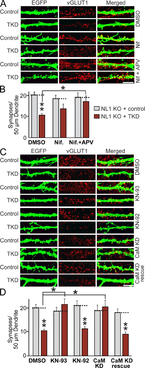 Figure 7. Synapse elimination produced by combined loss of function of LRRTM1, LRRTM2, NL1, and NL3 requires Ca2+/CaM signaling. (A) Representative images of hippocampal neurons from NL1 KO mice that were transfected at DIV9 with lentiviruses expressing either EGFP alone (control) or together with the TKD shRNAs and analyzed by double immunofluorescence with antibodies to GFP and vGLUT1 at DIV14. Neurons were treated separately with the agents indicated on the right and analyzed with antibodies to GFP and vGLUT1. DMSO (negative control) or L-type calcium channel blocker and/or NMDA receptor antagonist (Nif = 10 µM nifedipine; Nif + APV = 10 µM nifedipine + 50 µM APV) were added to the cultured neurons at the time of transfection. Bar, 5 µm. (B) Summary graphs of the synapse density quantified in experiments as described in C. (C) Representative images of hippocampal neurons from NL1 KO mice that were transfected at DIV9 with lentiviruses expressing either EGFP alone (control) or together with the TKD shRNAs and analyzed by double immunofluorescence with antibodies to GFP and vGLUT1 at DIV14. Neurons were treated from DIV9 on with DMSO or 5 µM KN-93 or KN-92 (active and inactive CaM kinase inhibitor enantiomers) or were cotransfected with CaM KD shRNAs without (CaM KD) or with coexpression of shRNA-resistant full-length CaM (CaM KD rescue; Pang et al., 2010a). Neurons were analyzed at DIV14. Bar, 5 µm. (D) Summary graphs of the synapse density quantified in experiments as described in C. (B and D) The dotted lines represent control levels for comparisons with the other experimental conditions. The data shown are means ± SEMs (n = 3 independent culture experiments). Statistical significance was assessed using the ANOVA Tukey’s test. *, P < 0.05; **, P < 0.01. For analyses of synapse sizes, see Fig. S5.