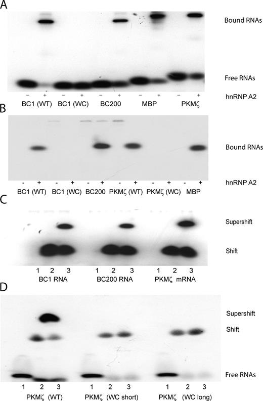 Figure 1. Dendritically transported BC1 RNA and PKMζ mRNA interact with hnRNP A2. EMSA experiments were performed using native PAGE. (A and B) BC1 RNA and PKMζ mRNA bind to recombinant hnRNP A2. EMSA experiments revealed shifts to lower mobility as a result of binding of radiolabeled RNAs to the protein. (A) Gel shifts induced by hnRNP A2 were observed with BC1 RNA, BC200 RNA, PKMζ mRNA, and MBP mRNA. For BC1 RNA and PKMζ mRNA, derivatives were used in which the noncanonical GA motif had been converted to canonical WC base pairing. Such WC mutants, in contrast to the respective WT species, failed to interact with hnRNP A2 (A and B; only bound RNAs are shown in B). For secondary structures of WT and WC mutant motifs in BC1 RNA and PKMζ mRNA, see Fig. S1. The PKMζ mRNA WC mutant used in B was variant long. (C and D) BC1 RNA, BC200 RNA, and PKMζ mRNA are recognized by hnRNP A2 in brain extracts. (C) An antibody specific for hnRNP A2 (Ma et al., 2002) produced a supershift with BC1 RNA, BC200 RNA, and PKMζ mRNA. Shifted and supershifted bands are shown. (D) Recognition of PKMζ mRNA by hnRNP A2 in brain extracts depends on a noncanonical motif structure in a 3′ UTR stem loop. WT PKMζ mRNA was supershifted by antibodies against hnRNP A2; in contrast, WC mutant PKMζ mRNAs were not. Loading (C and D): 1, RNAs; 2, RNAs plus brain extract; 3, RNAs plus brain extract plus anti-A2 antibody.