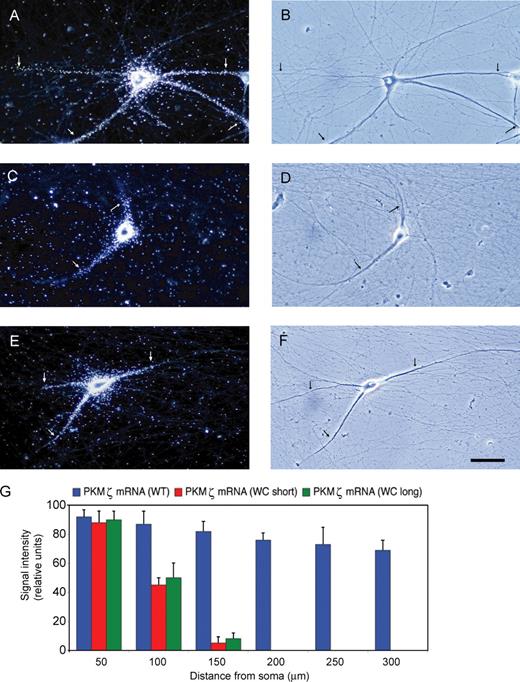 Figure 5. A noncanonical GA motif in the 3′ UTR is requisite for dendritic delivery of PKMζ mRNA. (A and B) WT PKMζ mRNA was transported along the entire dendritic extent, reaching distal dendritic tips. (C–F) In contrast, WC mutant PKMζ mRNA entered only proximal dendritic segments. Two different WC mutants were used (see Fig. S1). Arrows indicate the extent of dendritic labeling. Number of cells analyzed: (A and B) 9 neurons, 30 dendrites; (C and D) 10 neurons, 32 dendrites; (E and F) 8 neurons, 29 dendrites. Bar, 50 µm. (G) Quantitative data were subjected to one-way ANOVA, Dunnett’s post-hoc analysis. Comparison of all interval points between WT and WC mutants: P > 0.5 for interval points 50 µm, P < 0.001 for interval points 100 µm and beyond (for both WC mutants, in comparison with WT). Error bars indicate SEM.