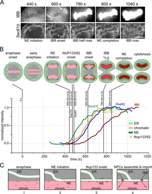Figure 8. Postmitotic import of IBB, summary of kinetic results obtained in this study, and working model for the postmitotic assembly of the nuclear envelope and nuclear pores. (A) 2D time lapse of a mitotic HeLa cell expressing GFP-Sec61β and IBB-tomato acquired during nuclear envelope assembly (also see Video 7). Anaphase onset is at 0 s. At 660 s, imported IBB was clearly visualized next to the rim of the chromosome mass (arrows), at a time when assembly of the nuclear envelope is still incomplete as highlighted by the gap between the arrowheads. Key events were obtained by quantification of the Sec61β and IBB fluorescence signals. Bar, 10 µm. (B) Schematic summary of the relative kinetics of nuclear envelope formation and nucleoporin recruitment. The plots represent the fluorescence intensity associated with formation of the nuclear envelope (Sec61β, green; Fig. S1 B), recruitment of Nup133 (yellow; Fig. S1 C), recruitment of Nup62 (blue; Fig. S1 D), and import of IBB (red; Fig. S1 E). (C) Working model for the postmitotic assembly of the nuclear envelope and nuclear pores. ER is shown in light green; nuclear envelope (NE) is shown in dark green; yellow dot shows Nup107–160 complex; magenta dot shows remaining component of the nuclear pore; red square shows IBB; Chrom., chromosome mass.