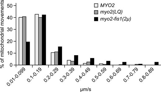 Figure 4. Mitochondrial velocity is similar in WT, myo2(LQ), and myo2-fis1 strains. MYO2 WT, myo2(LQ) mutant, and MYO2 cells expressing Myo2-Fis1 from a multicopy plasmid (myo2-fis1(2µ)) were grown to logarithmic growth phase in synthetic dextrose minimal medium and analyzed by time-resolved 3D fluorescence microscopy. Z stacks of mtGFP-expressing cells were recorded every 2 s and processed by deconvolution and maximum intensity projection. Representative cells are shown in Fig. S3 and Videos 1–3. A total number of 41 tracks of mitochondrial tips consisting of 276 time points were reconstructed in 27 WT cells, 50 tracks consisting of 341 time points in 25 myo2(LQ) mutant cells, and 28 tracks consisting of 123 time points in 16 myo2-fis1(2µ) mutant cells. For each time point, the 2D velocity was determined and expressed as a percentage of total mitochondrial movements for each strain.