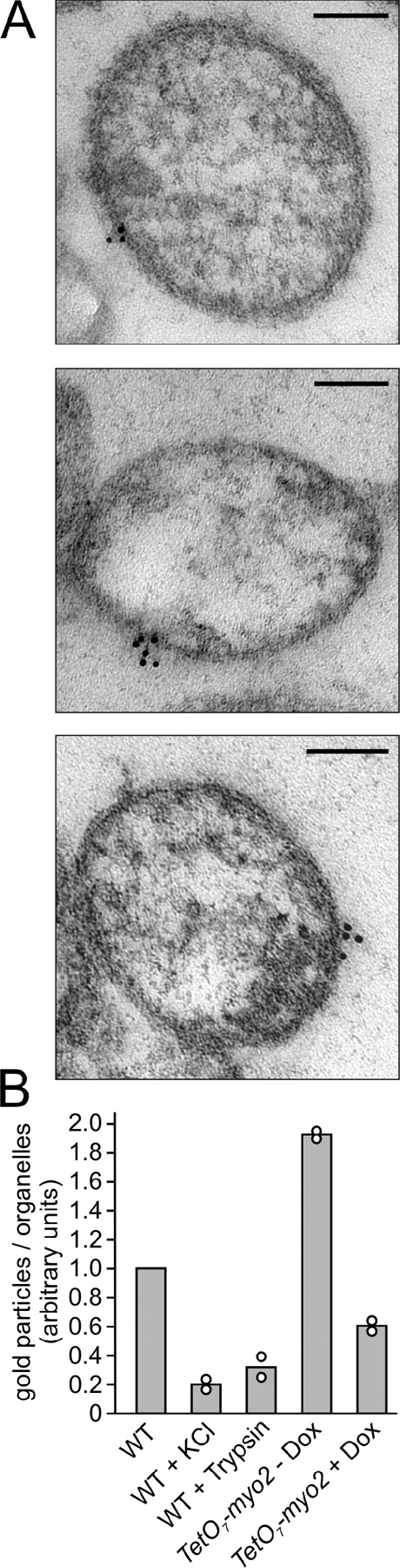 Figure 8. Myo2 is present on mitochondria. (A) Mitochondria were isolated from WT cells, purified by sucrose density centrifugation, and analyzed by postembedding immuno–EM using affinity-purified antibodies against Myo2. Bars, 100 nm. (B) WT mitochondria were either left untreated (WT), extracted with high salt (WT + KCl), or subjected to trypsin digestion (WT + trypsin). Mitochondria were purified from the TetO7-myo2 strain grown in the absence (TetO7-myo2 − Dox) or presence (TetO7-myo2 + Dox) of doxycycline. Mitochondria were analyzed by immuno–EM as in A. Between 106 and 341 mitochondria per sample were analyzed for the presence of gold particles. The number of gold particles per organelle was related to the untreated WT sample that was always analyzed in the same experiment. Results are mean values of two independent labeling experiments (Table S3). Individual data points are represented by circles.