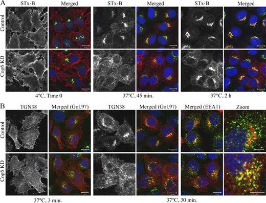 Figure 1. Endosome-to-TGN retrograde transport of STx-B and TGN38 is attenuated in Cog6-depleted cells. (A) Endosome-to-TGN transport of STx-B. Control (pSUPER-puro) and Cog6-depleted (KD) HeLa cells were incubated with recombinant purified His-tagged STx-B (1 µg/ml) for 30 min at 4°C and either fixed (Time 0) or transferred to 37°C for the indicated time periods. The cells were then fixed, double immunostained with anti-His (red) and anti–Golgin 97 (Gol.97; green) antibodies, and analyzed by confocal microscopy. Shown are representative confocal images at the indicated time points. (B) Endosome-to-TGN transport of HA-tagged TGN38. Control and Cog6-depleted HeLa cells expressing HA-TGN38 were incubated at 37°C with the anti-HA monoclonal antibody for various time periods (Fig. S2 B). The localizations of TGN38-HA (red) and Golgin 97 (green) were determined by immunostaining and confocal microscopy analysis. Shown are representative confocal images of control and Cog6-depleted cells at 3 and 30 min of antibody uptake. Bars: (A and B, main images) 10 µm; (B, zoom) 5 µm.