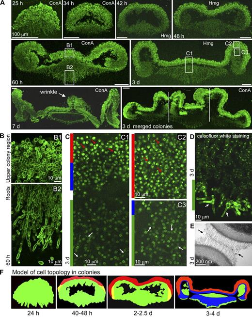 Figure 1. Colony architecture and topology of different cell types. (A) Vertical transverse cross sections of BR-F colonies stained with ConA-AF (ConA) and BR-F–Hmg1p-GFP (Hmg) colonies. Vertical white lines mark the borders of three individual colonies. (B) Typical morphology of cells in roots and the upper colony region (magnified regions are marked in A). (C) Cell morphology in BR-F–Hmg1p-GFP colonies. Areas with stationary (red bar), dividing (green bar), and young nondividing (blue bar) cells are shown. Arrows indicate examples of dividing (white) and stationary (red) cells (magnified regions are marked in A). (D) Distribution of dividing cells in root tips of BR-F–cdc3ts colonies. Examples of cells reaching a terminal phenotype (Fig. 2 A) are marked by arrows. (E) Velcrolike interconnection (marked by arrows) between cells in the upper central region of 3-d-old colonies visualized by EM (more in Fig. S1). (F) Diagrammatic illustrations of the cell topology in the course of colony development (based on BR-F–Hmg1p-GFP and BR-F–cdc3ts data; also see Fig. 2). Regions with dividing (green), early stationary (yellow), stationary (red), and younger with no apparent division activity (blue) cells are shown. Two (A, 60 h and 3 d) or three (A, 7- and 3-d merged colonies) individual images spanning the width of the colony were acquired and assembled after acquisition to generate the composite image shown. Details in B2 and C1 were obtained by composing two images of neighboring fields of view.