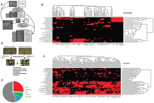 Figure 1. Screen overview. (A) A genome-wide morphology RNAi screen
was performed in Drosophila S2R+ cells and in a subset of human HeLa cells
for genes corresponding to a comprehensive set of all known human actin
regulatory genes and genes predicted to play a role based on their domain
structure. Comparing the two screens we were able to cluster the hits into
morphological groups and arrive at a shortlist of conserved known and new
actin regulatory genes. (B) A flowchart of the methodology. (C) Breakdown of
all Drosophila hits by dominant phenotype; many hits fell into multiple
categories, but these have only been accounted for in one category in this
graph (see Table S2 for details). (D) Fly and (E) human hits clustered as a
heat map; red indicates a hit in the specified category.