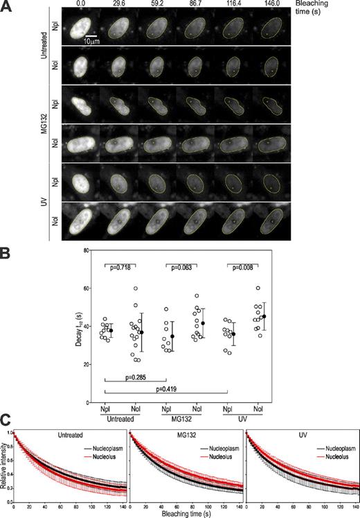 Figure 5. Nucleolar transit of p53. (A) FLIP by nucleolar/nucleoplasmic photobleaching. Galleries show a selection of images from FLIP analysis performed as in Fig. 3 with bleaching ROIs (yellow circles; see legend and DIC images in Fig. S2 B) located either in the nucleoplasm (Npl) or a nucleolus (Nol). UV irradiation and MG132 treatments were as in Fig. 3. (B) Plots of fluorescence decay half-life (fitting to single exponential plus constant; the median correlation for all the fittings was r2 = 0.9982) for each nucleus analyzed in each treatment. Means (closed circles) ± SD are indicated. (C) Plots of time variation of nuclear fluorescence. Mean intensities were normalized to each initial intensity (t = 0). Plots show means ± SD of all nuclei analyzed (numbers in B).