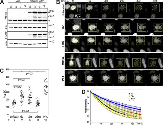 Figure 3. FLIP analysis of p53 export. (A) Expression levels of p53-EGFP and endogenous p53 in U2Os–p53-EGFP cells compared with the parental cell line detected either with anti-p53 or anti-GFP antibodies (indicated). Cells were either untreated, UV irradiated (20 J/m2), or treated with 10 µM MG132 or 20 nM LMB for 6 h before lysis. Arrows indicate p53 bands. (B) FLIP by cytoplasmic photobleaching. U2Os–p53-EGFP cells were untreated, treated with UV (20 J/m2), 20 nM LMB, or 10 µM MG132 for 2–4 h, or fixed with PFA. Images show a selection of frames for one cell for each condition. Nuclei were surrounded by ROIs of similar dimensions (yellow lines; see legend and DIC images in Fig. S2 A), which were repeatedly photobleached at full power with a 488-nm Ar laser. (C) Fluorescence decay half-lives (t1/2) for each one of the nuclei analyzed in each treatment. Half-lives were obtained by fitting a single exponential decay to each photobleaching time course (the median correlation for all the fittings was r2 = 0.9972). P-values for the t tests for relevant comparisons between treatments are indicated. (D) Plots of time variation of nuclear fluorescence. Mean intensities were normalized to each initial intensity (t = 0). Plots show means (closed circles) ± SD of all nuclei analyzed for each treatment (numbers in C). Ctrl, control.